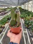Opuntia Bunny Ear Cactus