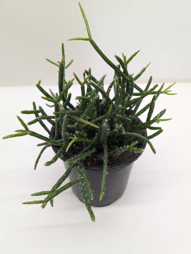 Succulent Cactus 'Mistletoe