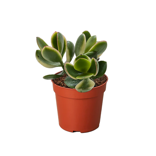 Succulent Crassula Jade Variegated