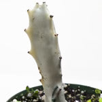 Euphorbia 'Dragon Bone'