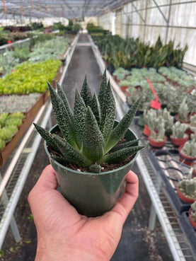 Gasteria Durban Succulent 4"