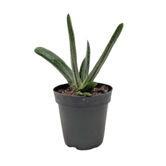 Gasteria Little Warty