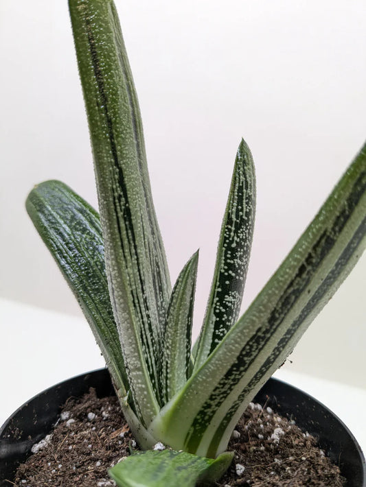 Gasteria Little Warty
