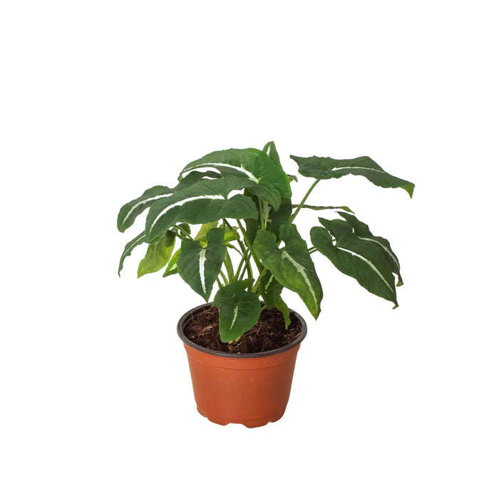 Syngonium wendlandii 'Black Velvet