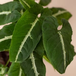Syngonium wendlandii 'Black Velvet