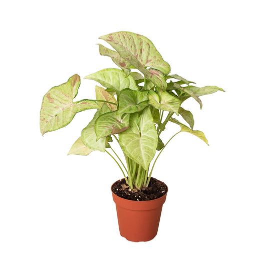Syngonium 'Confetti 4"