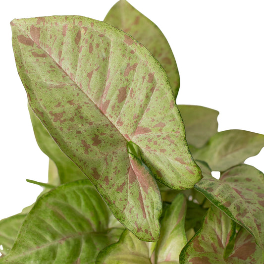 Syngonium 'Confetti 4"