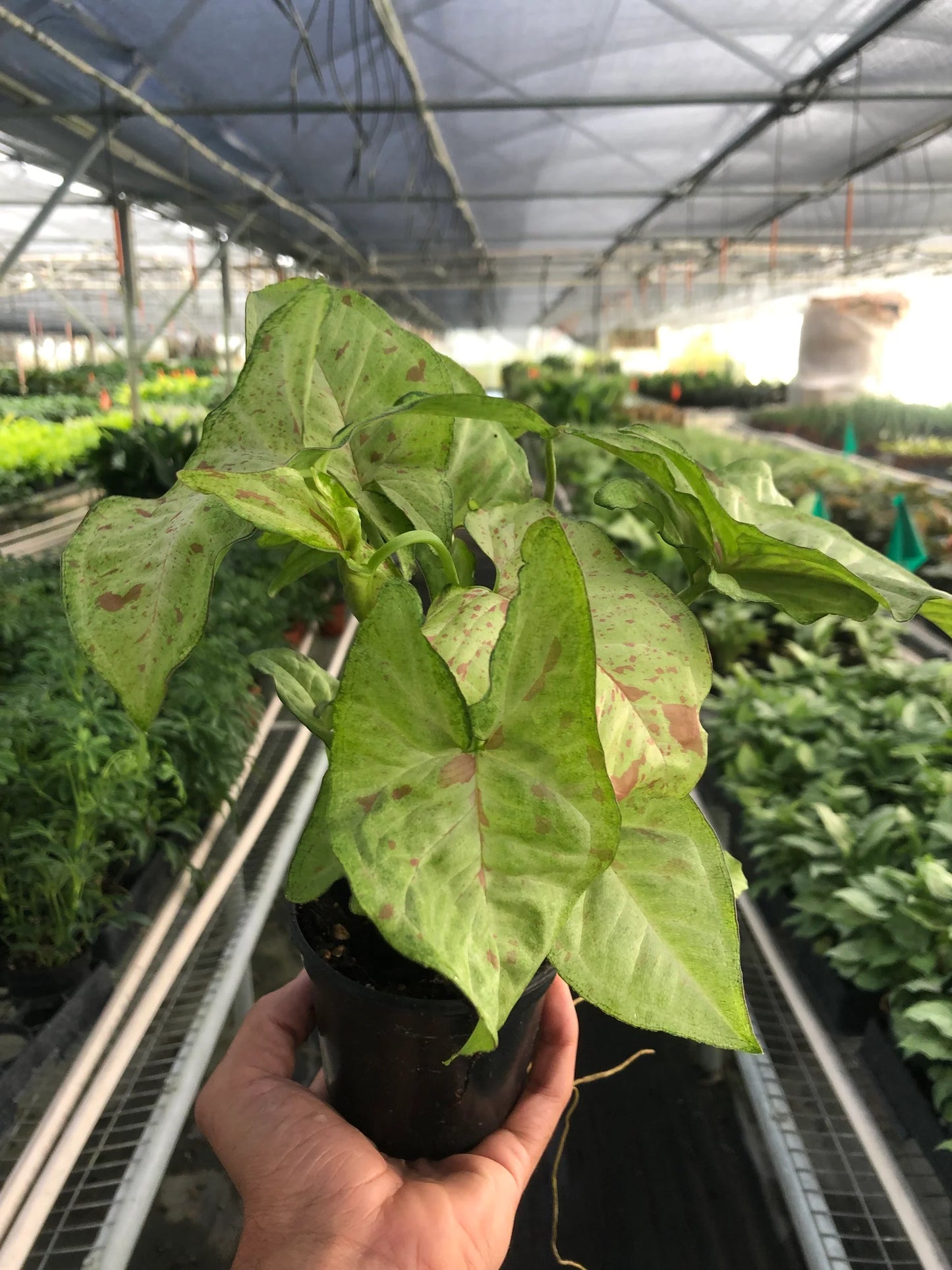 Syngonium 'Confetti 4"