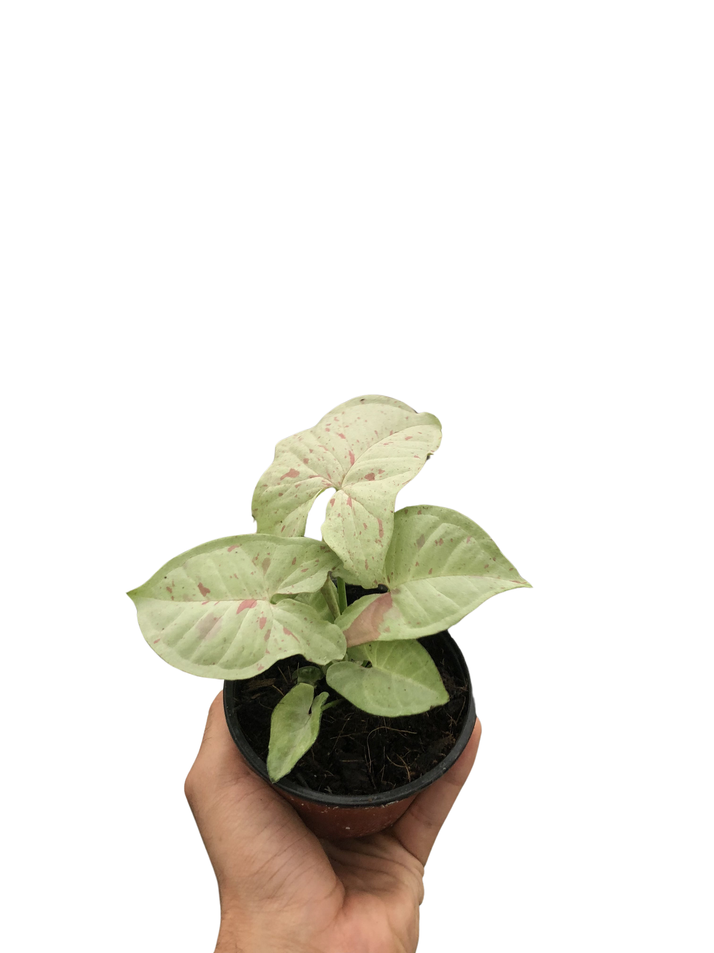 Syngonium 'Milk Confetti
