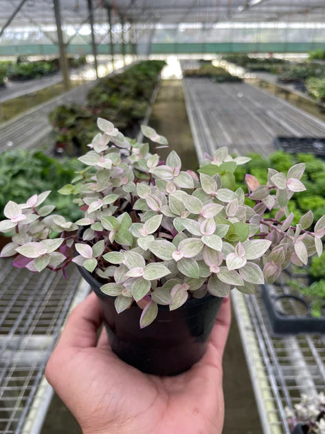 Tradescantia Callisia 'Pink Panther' 4"