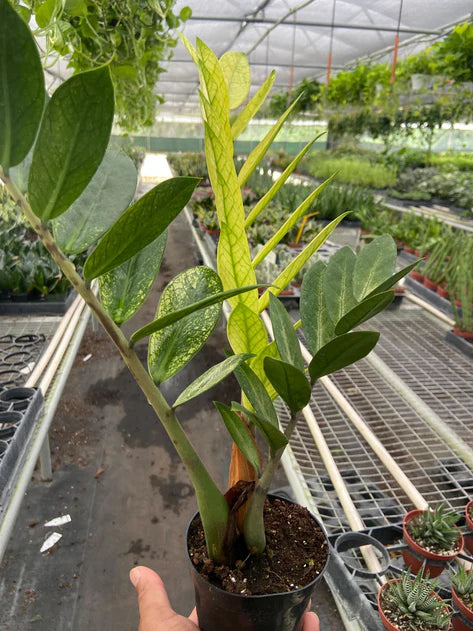 ZZ Zamioculcas 'Chameleon' 6in