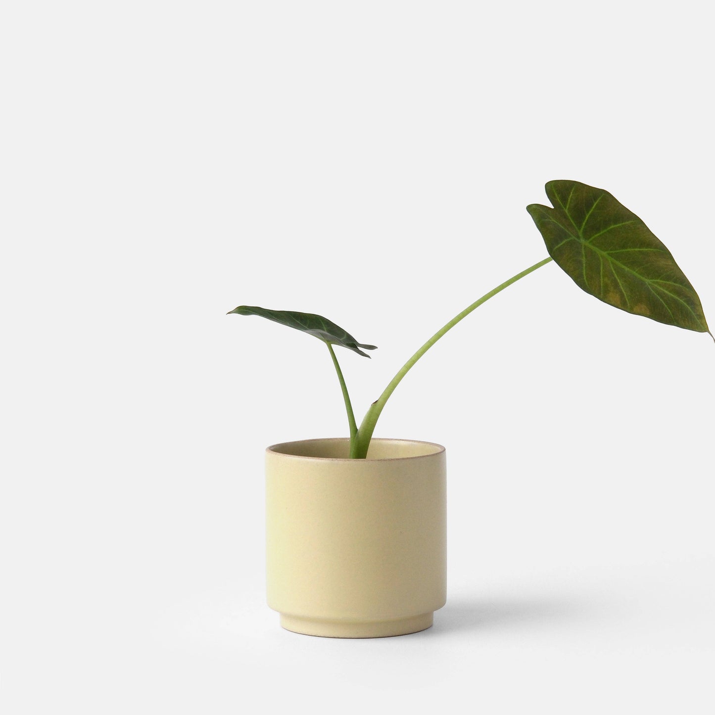 Kolo Planter
