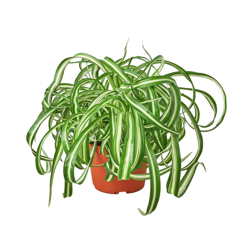 Spider Plant 'Bonnie