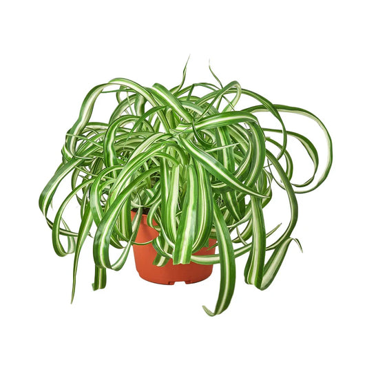 Spider Plant 'Bonnie