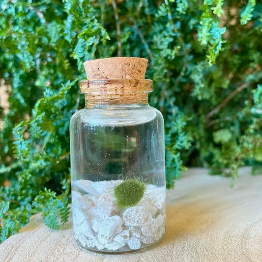 Tiny Classic Marimo Moss Ball
