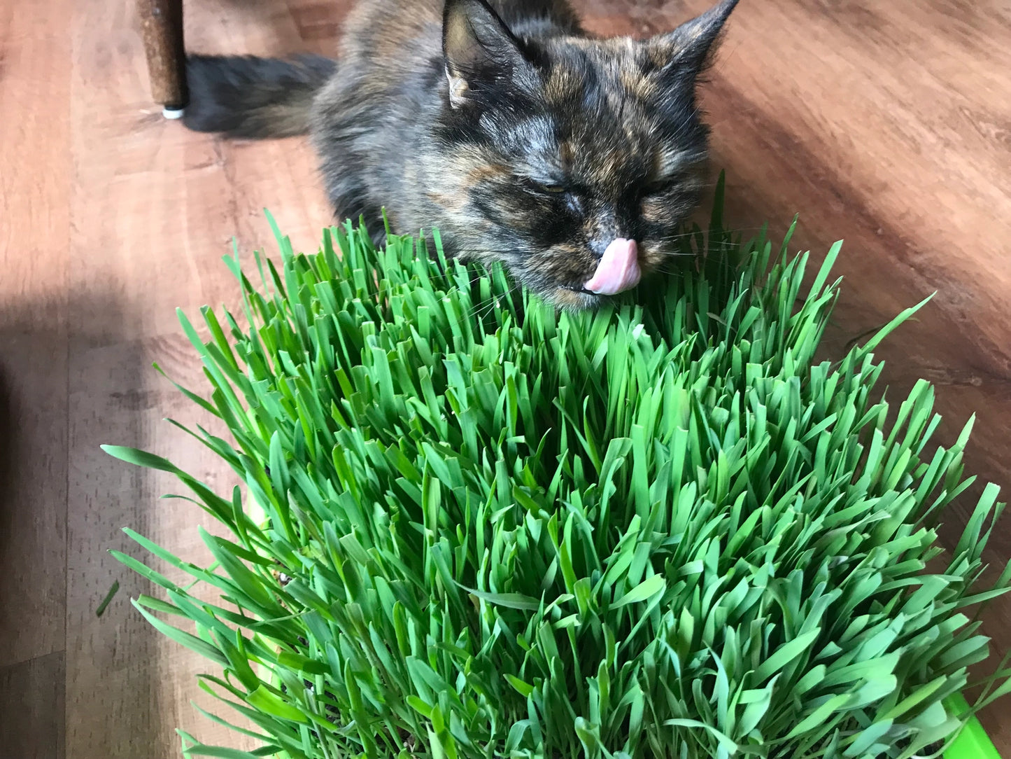 10” x10” Cat Grass Garden Tray/ Organic Seed