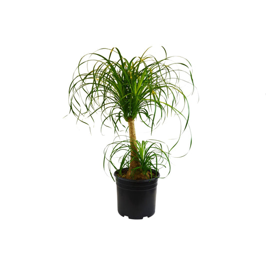 Ponytail Palm 4"