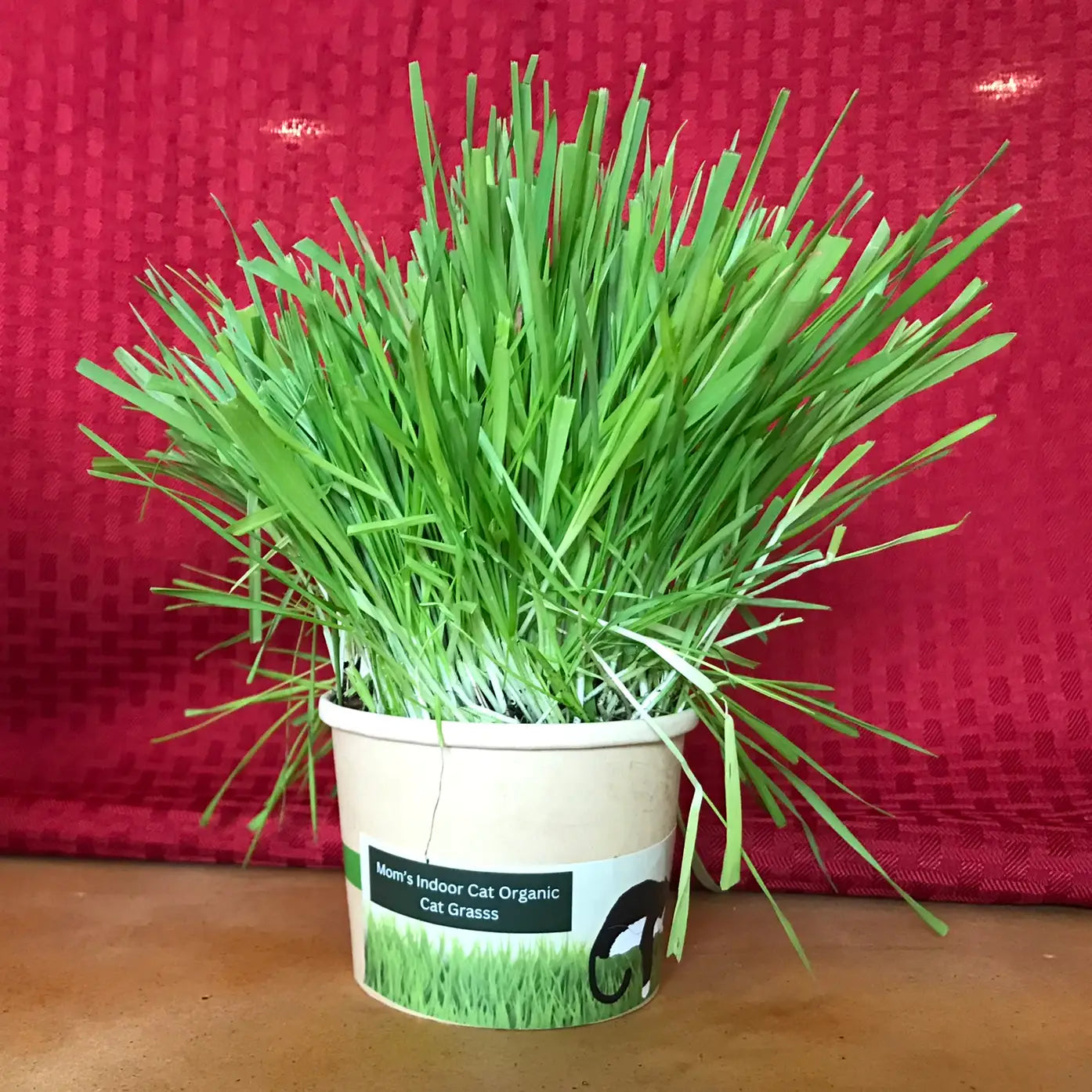 Compostable Cat Grass Cup