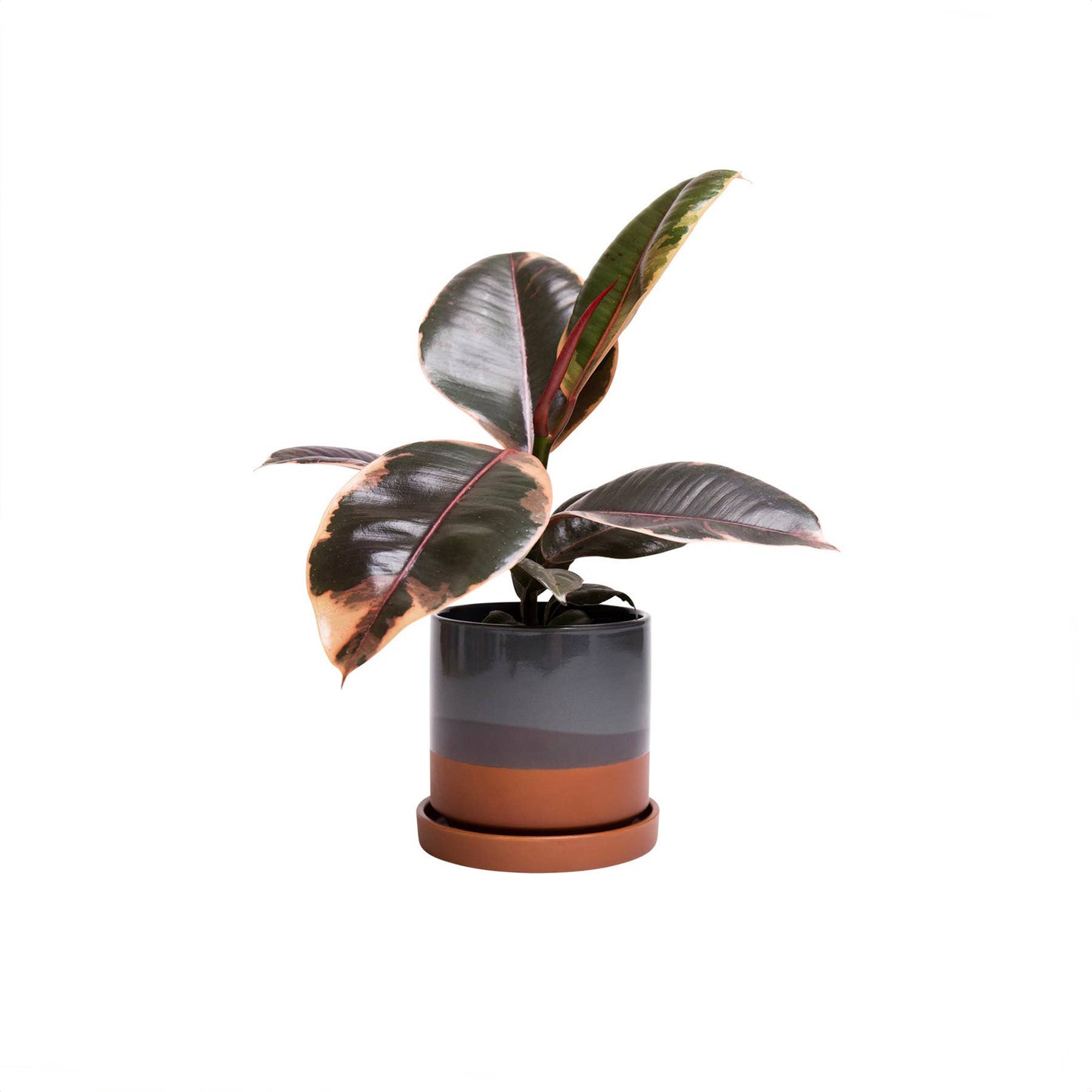 Minute Ceramic Planter