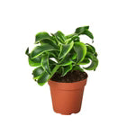 Dracaena Tornado
