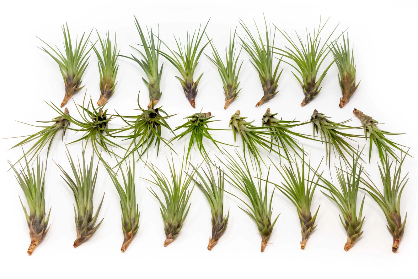 Melanocrater  air plant