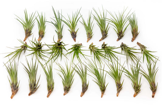 Melanocrater  air plant