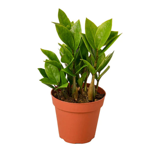 ZZ - Zamioculcas Zamiifolia