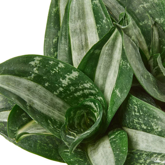 Sansevieria 'Silver Streak'