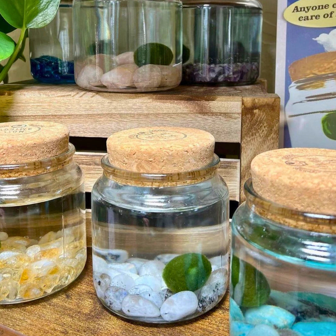 Large Moonstone Gemstones  Moss Ball Terrarium