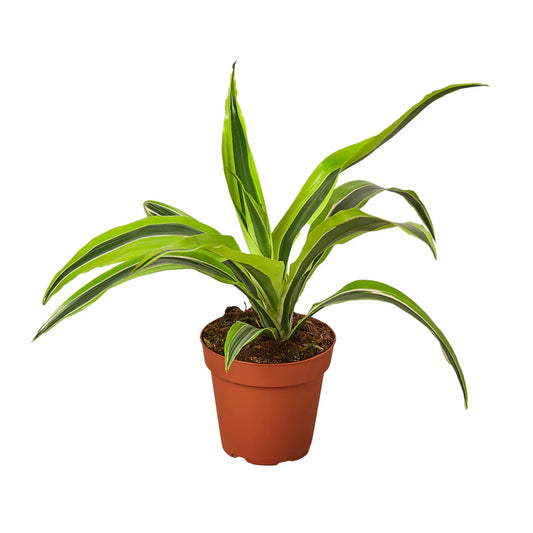 Dracaena Deremensis 'Lemon Lime