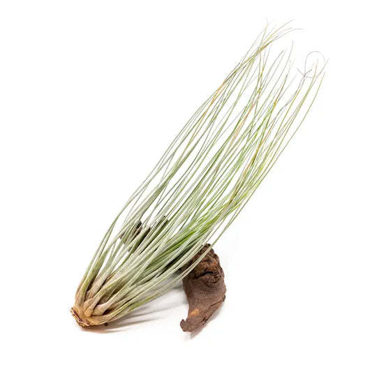 Juncea air plant