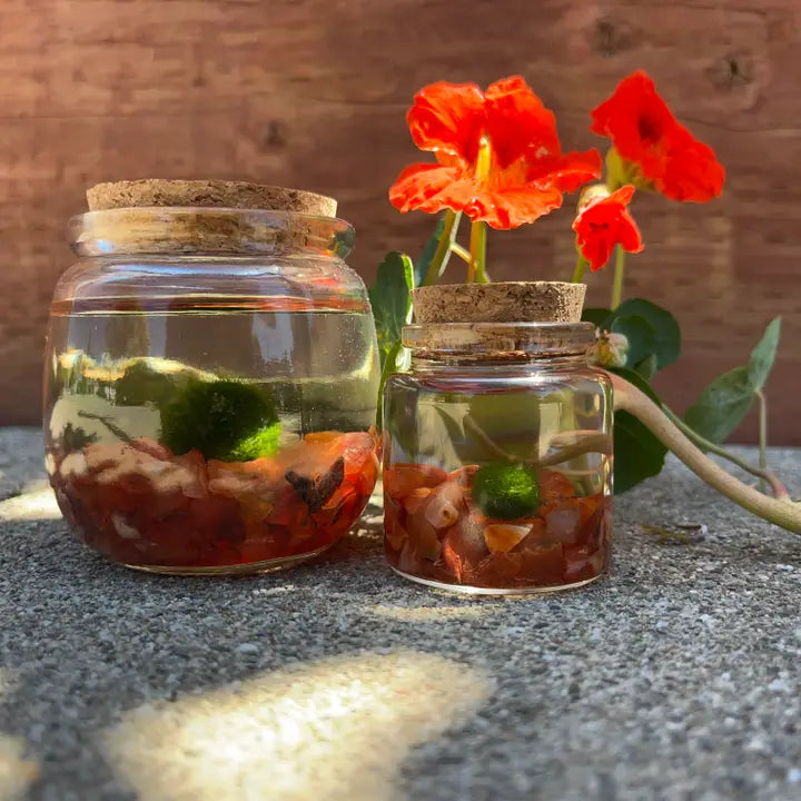 Small Carnelian Moss Ball Terrarium