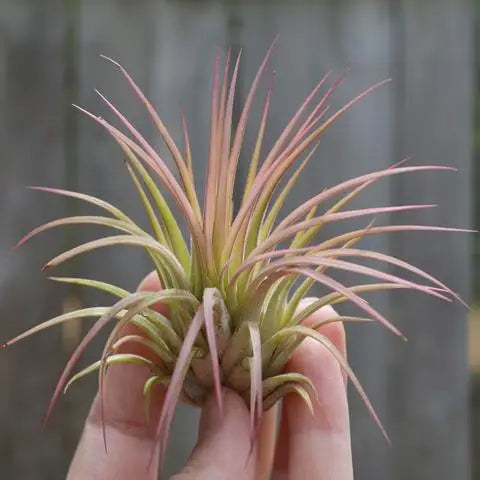 Ionantha air plant