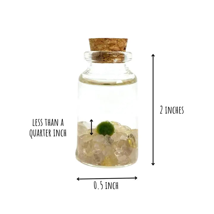 Tiny Golden Quartz Gemstones  Moss Ball Terrarium