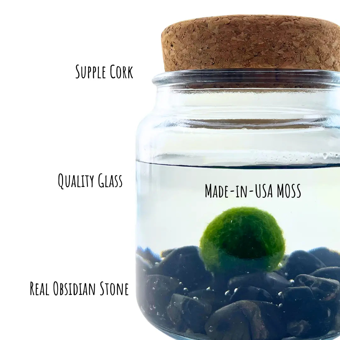 Large Obsidian Moss Ball Terrarium