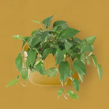 Eco Wall Planter