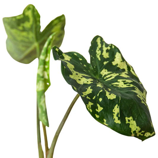 Alocasia 'Hilo Beauty