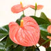 Anthurium