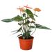 Anthurium