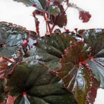 Begonia 'Black Magic' 6"