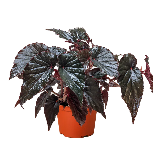 Begonia 'Black Magic' 6"