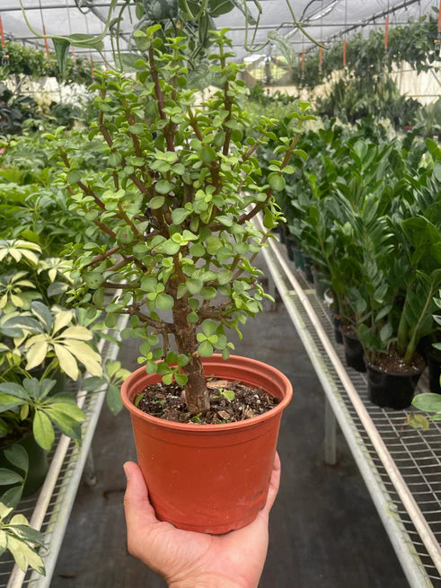 Bonsai Mini Jade
