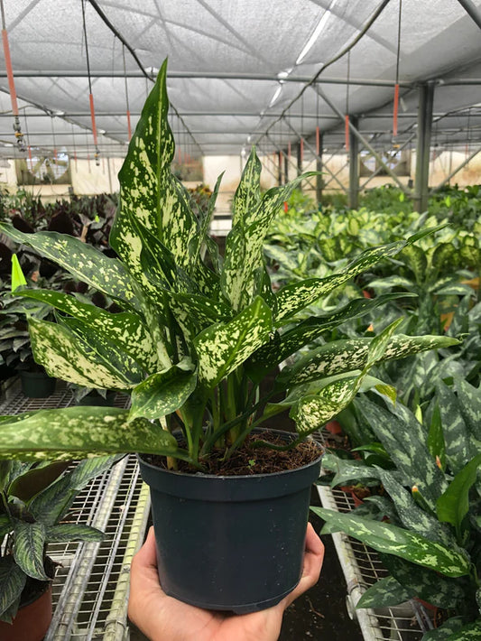 Chinese Evergreen 'First Diamond' Plant 4"