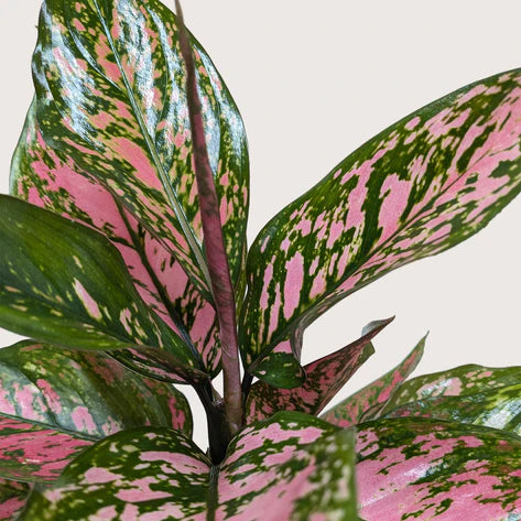 Chinese Evergreen 'Wishes' 6"