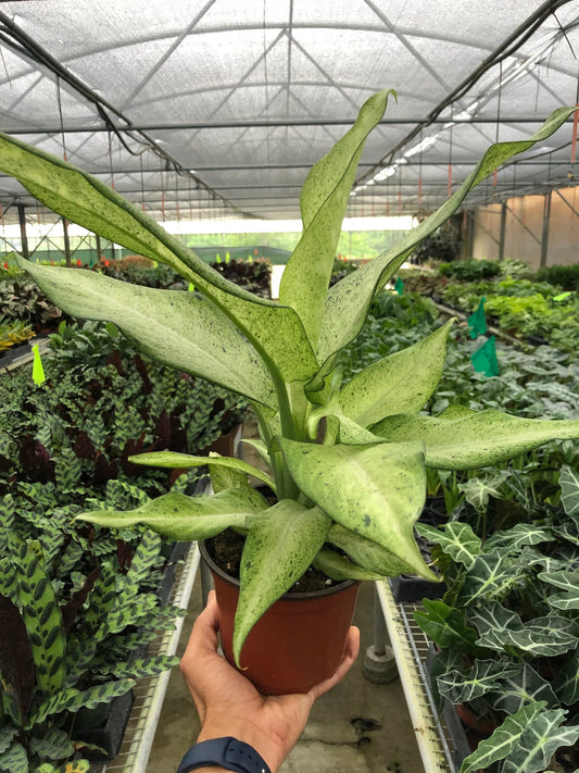 Dieffenbachia 'Camouflage 6"