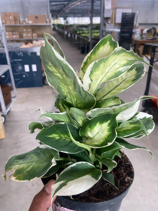 Dieffenbachia 'Cool Beauty' 6"
