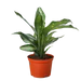 Dieffenbachia Panther