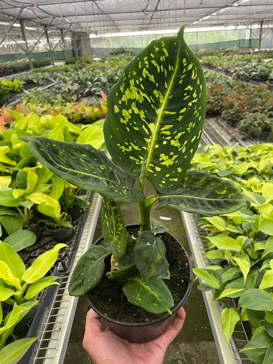 Dieffenbachia 'Reflector