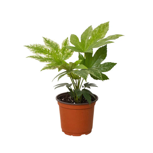 Fatsia 'Spider Web'