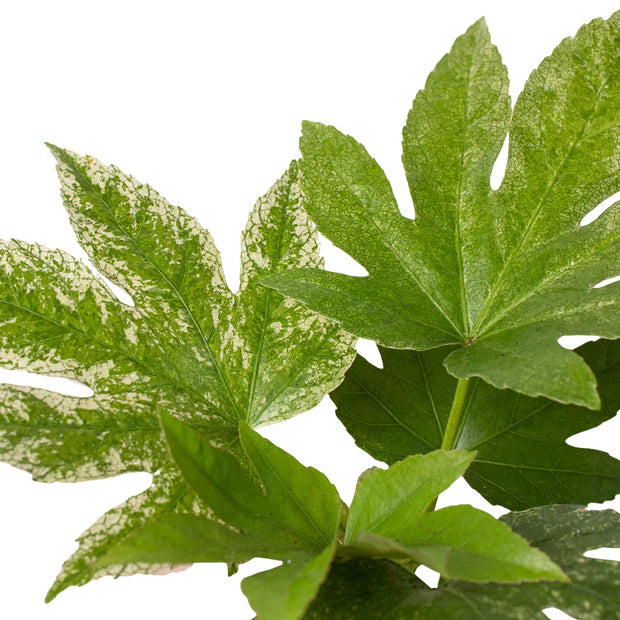 Fatsia 'Spider Web'
